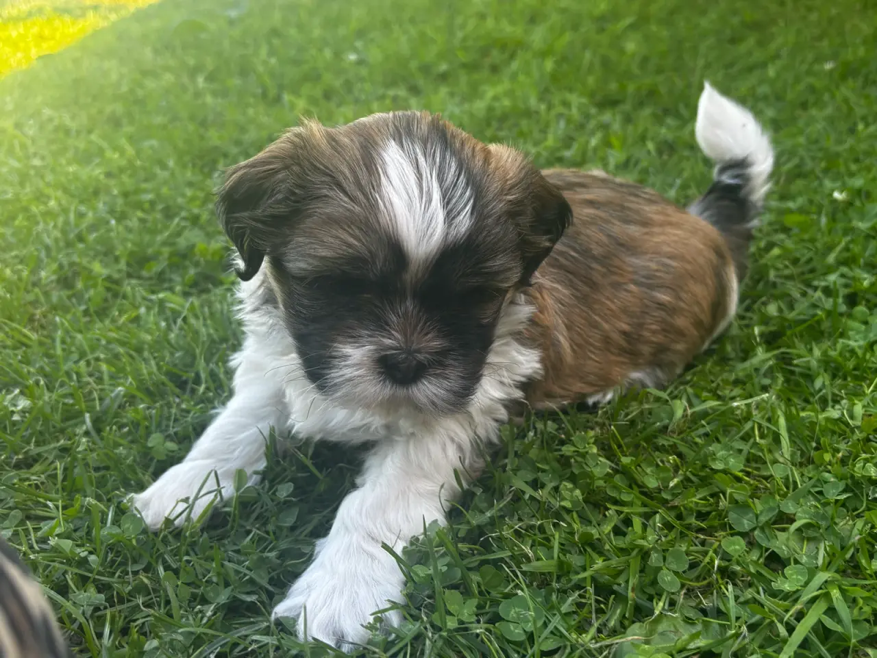 Billede 2 - Shih Tzu og Lhasa Apso - 1 tæve
