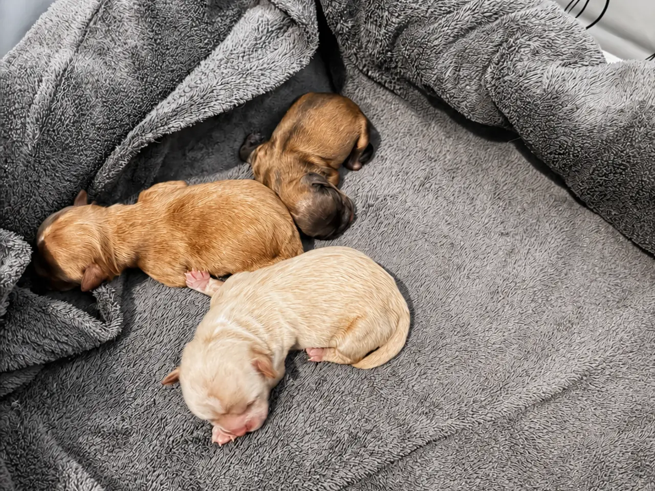 Billede 4 - HELT NYE Shih-Poo hvalpe 