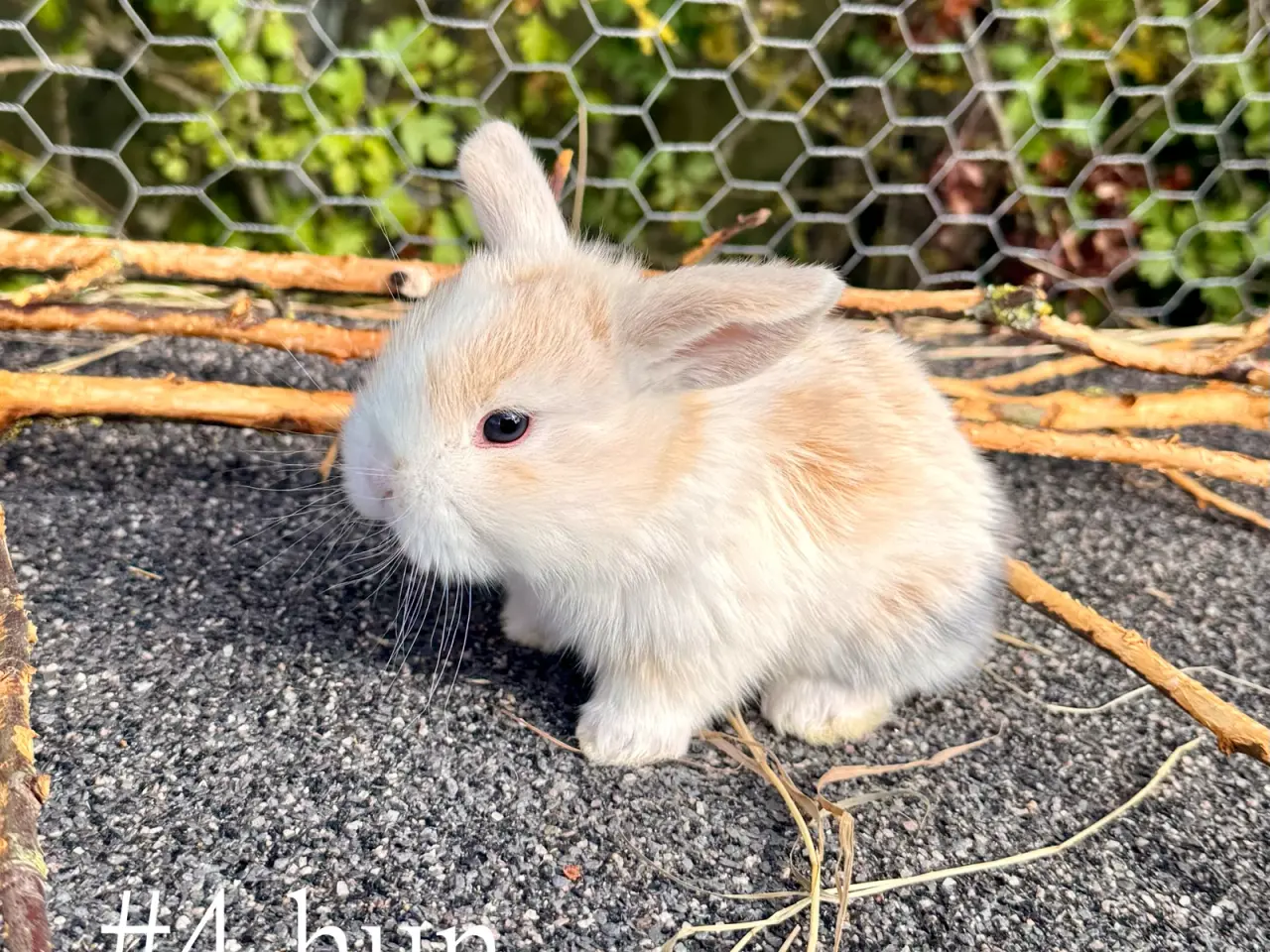 Billede 5 - Mini Lop kaninunger
