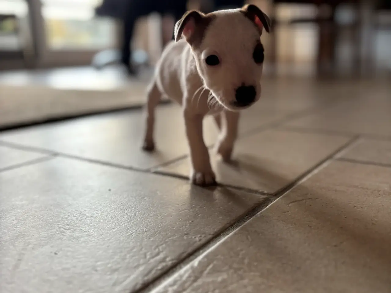 Billede 2 - Jack russel hvalpe