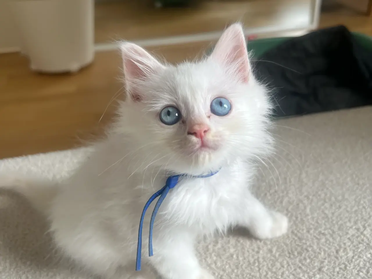 Billede 2 - Ragdoll/maine coon