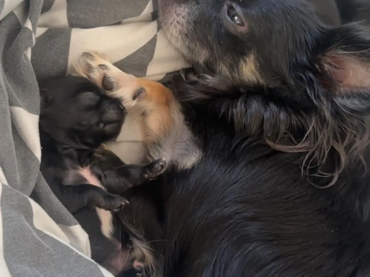 Billede 3 - Chihuahua hvalp