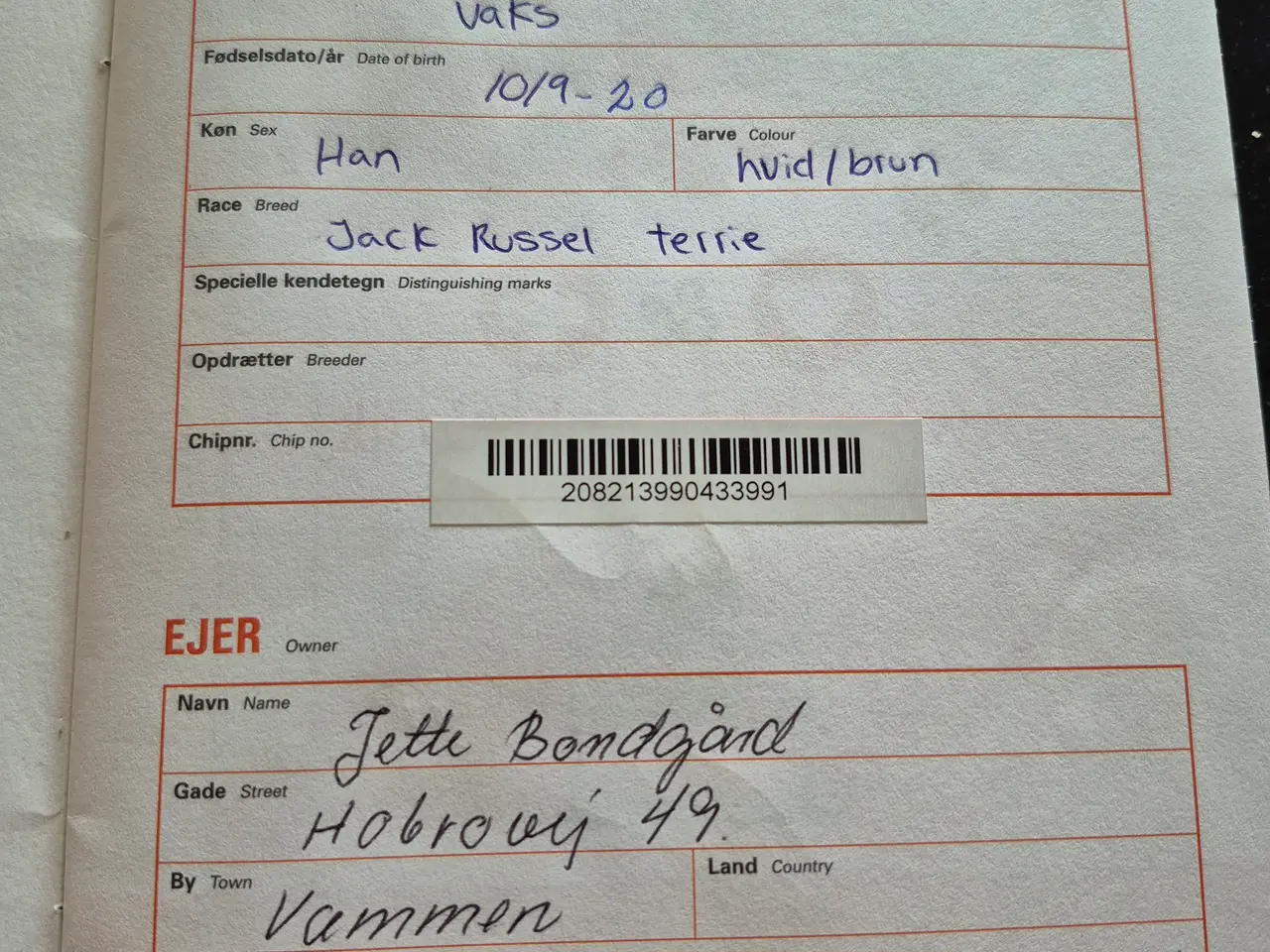 Billede 3 - Jack russel terrie