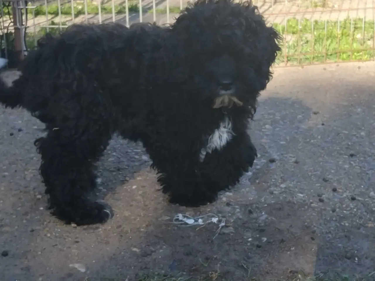 Billede 3 - Dejlig Cockapoo pige 