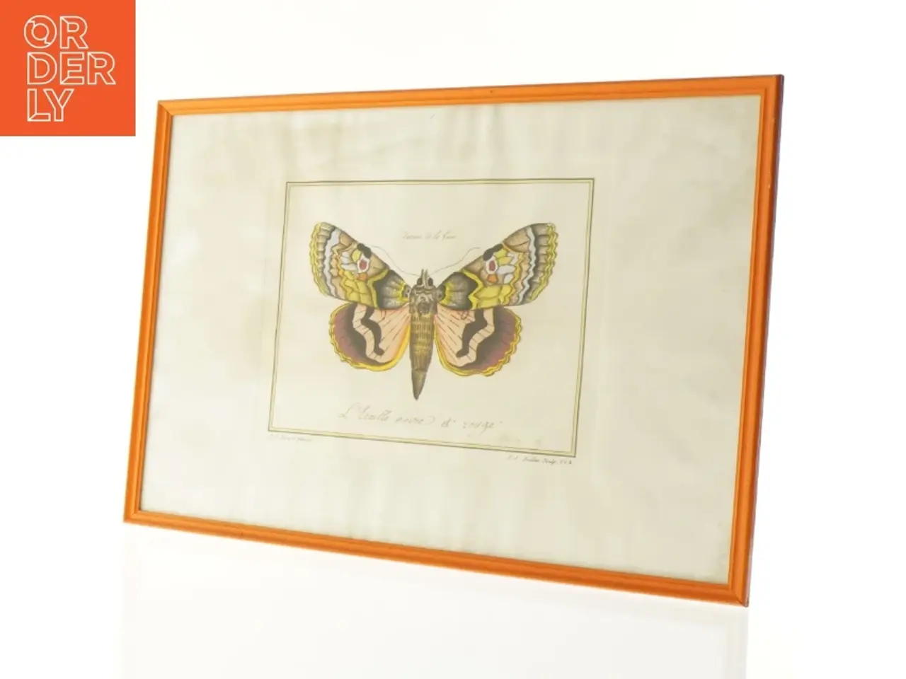 Billede 1 - Indrammet sommerfugletryk fra Bekendt (str. 41 x 29,5 cm)