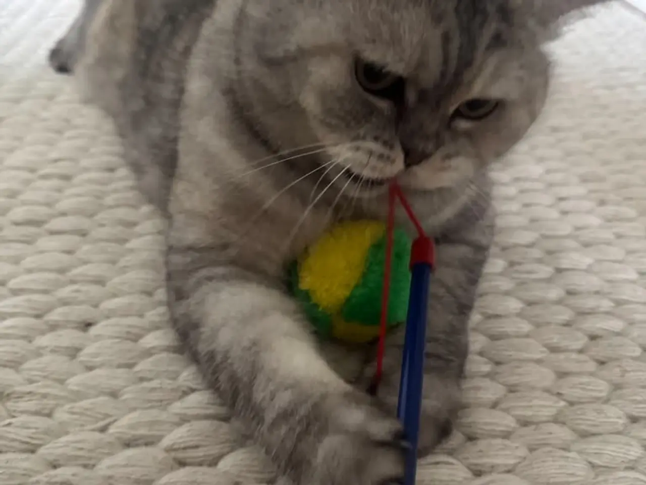 Billede 3 - Smuk British shorthair
