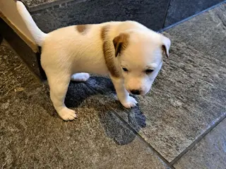 Jack Russel Terrier - 3