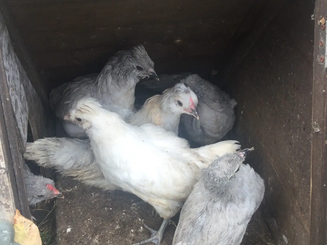 Billede 3 - Engelsk Araucana