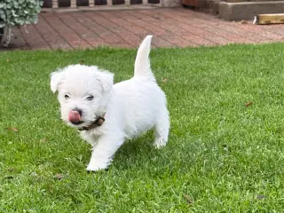 Skønne Westie hvalpe søger kærlige hjem 🐾