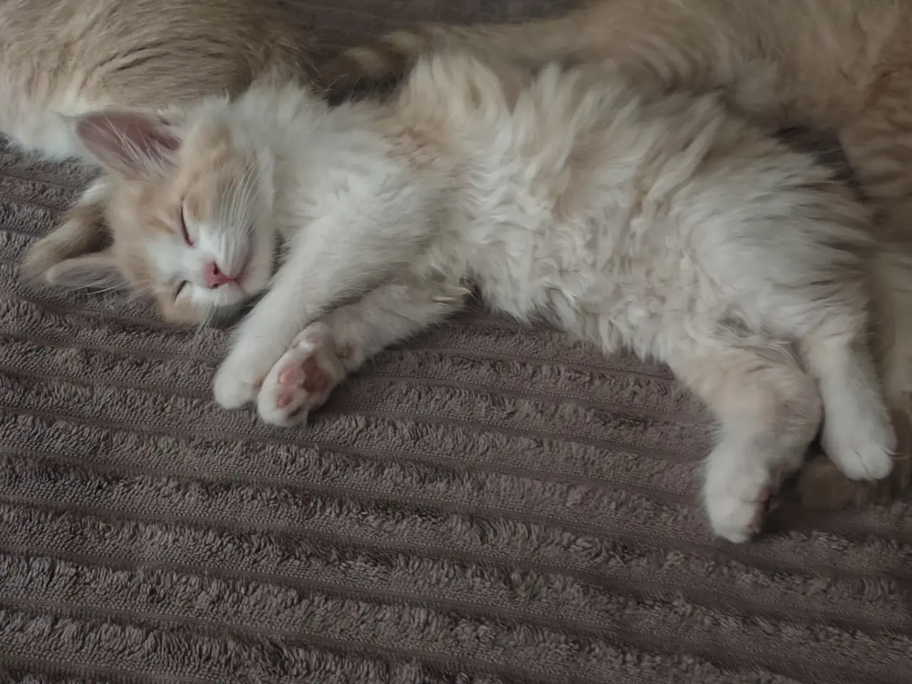 Billede 1 - Main Coon / Ragdoll blanding