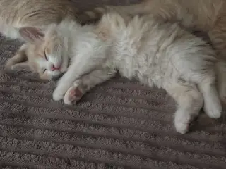 Main Coon / Ragdoll blanding 