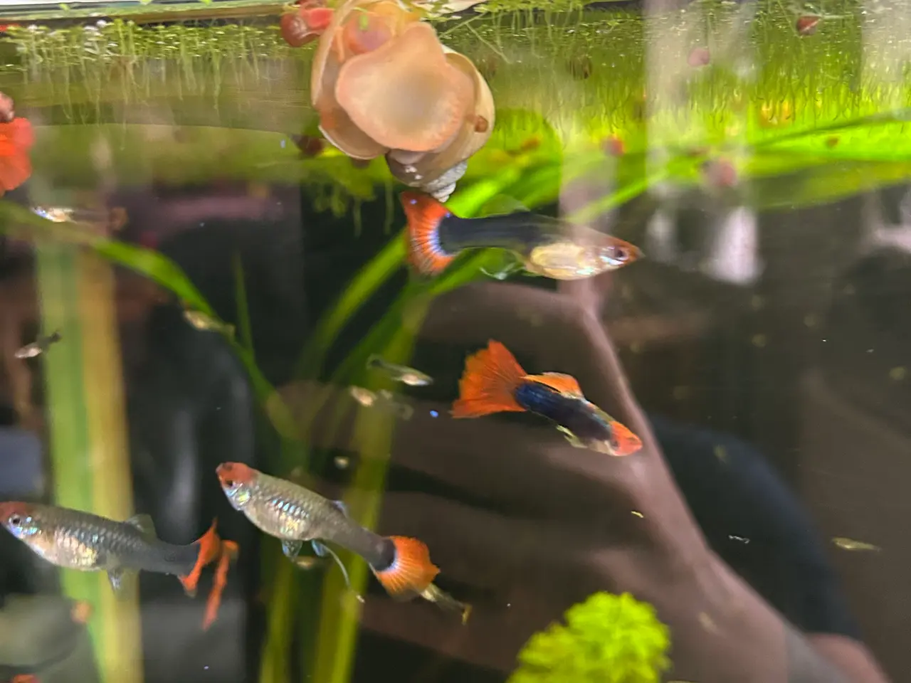 Billede 10 - ❤️🐟 Rednose Dumbo Guppy – Smuk Kontrast (unger)