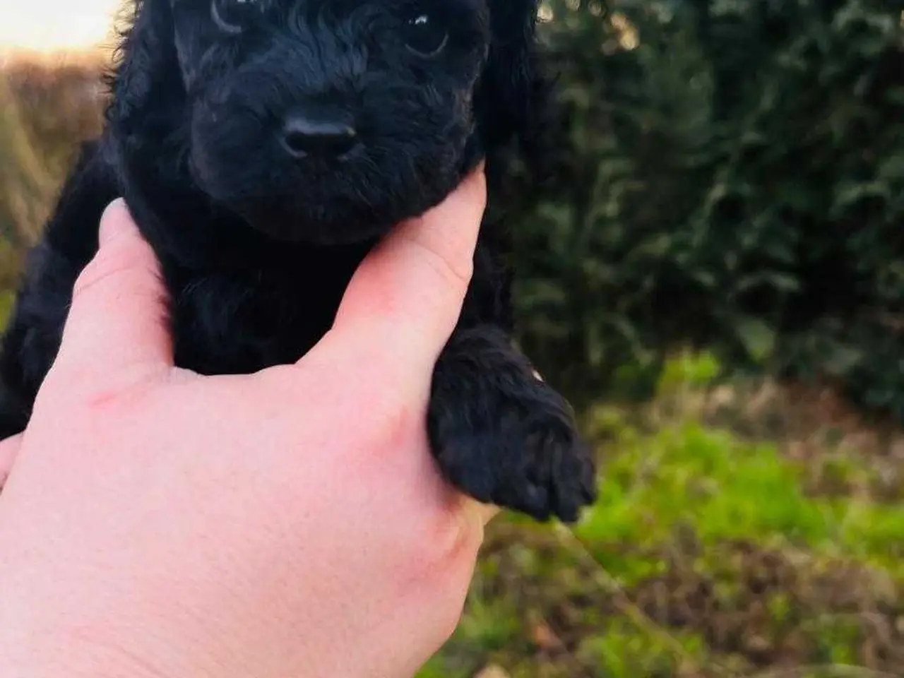 Billede 4 - 🐶 Smukke sorte toy/mini puddel hvalpe – 5 uger