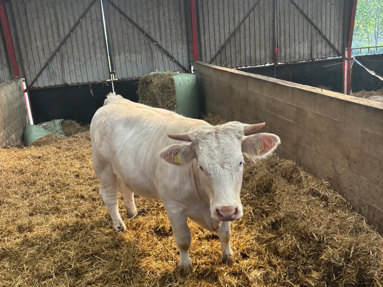 Billede 2 - Charolais kælvningskvier 2 stk.