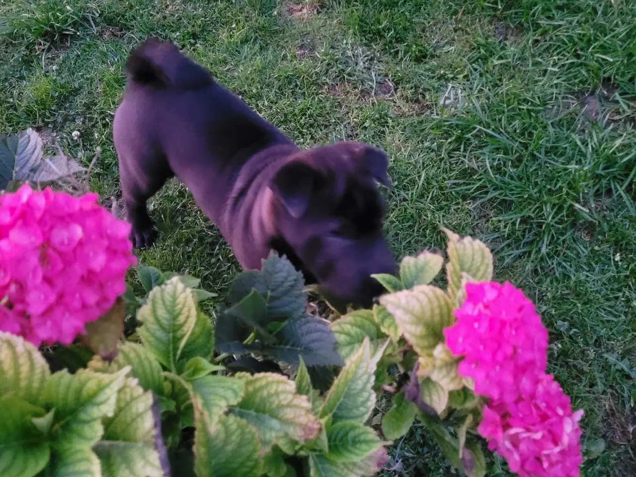 Billede 6 - Shar pei hvalp