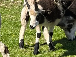 Flotte vædderlam af racen jacobsfår