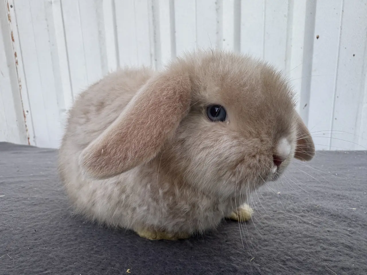 Billede 1 - Mini lop satin hunkanin salgsklar