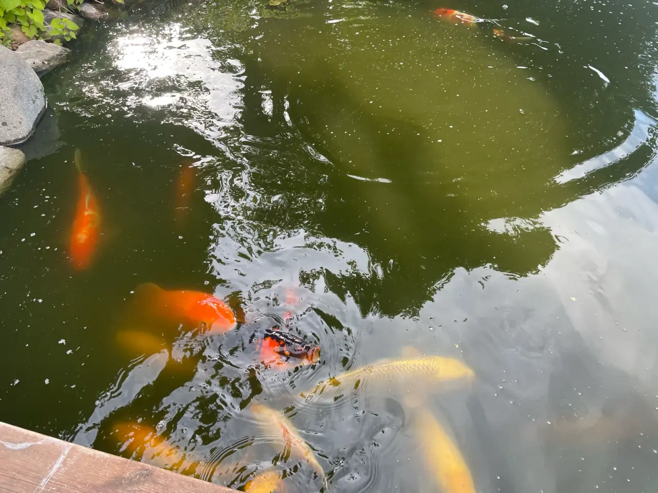 Billede 9 - Koi karper 20 til 45 cm