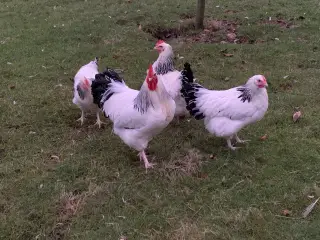 Rugeæg