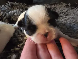 Japanese Chin hvalpe
