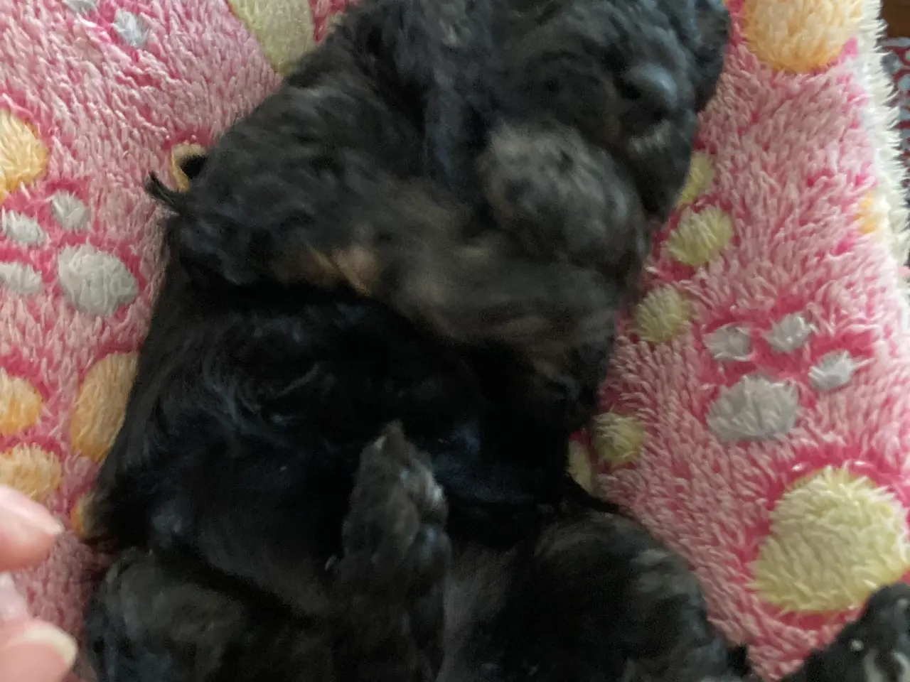 Billede 5 - Dværg og toy pudler 💝