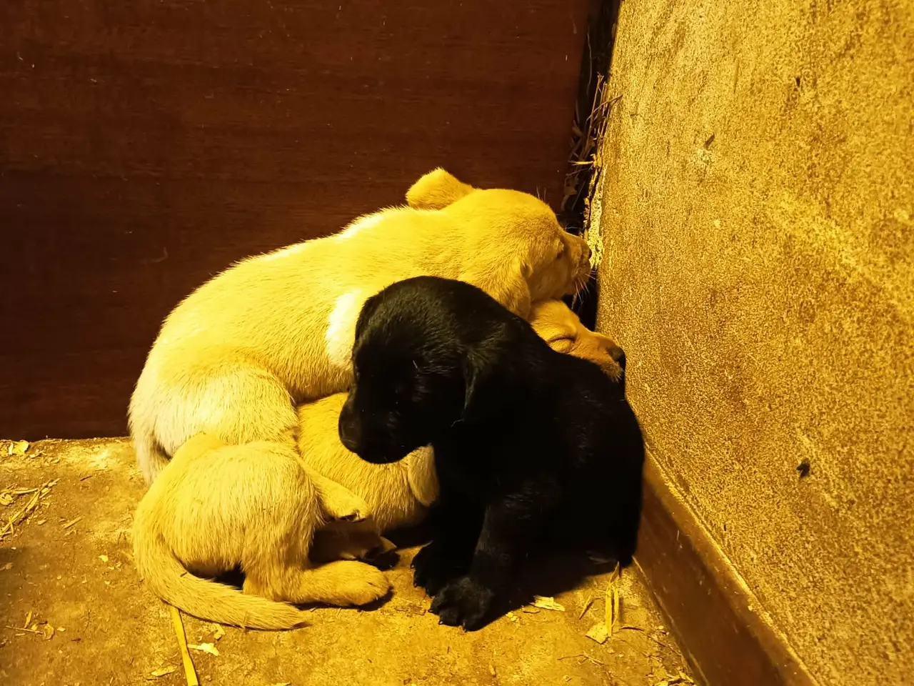 Billede 9 - Labrador hvalpe, sorte og gule.
