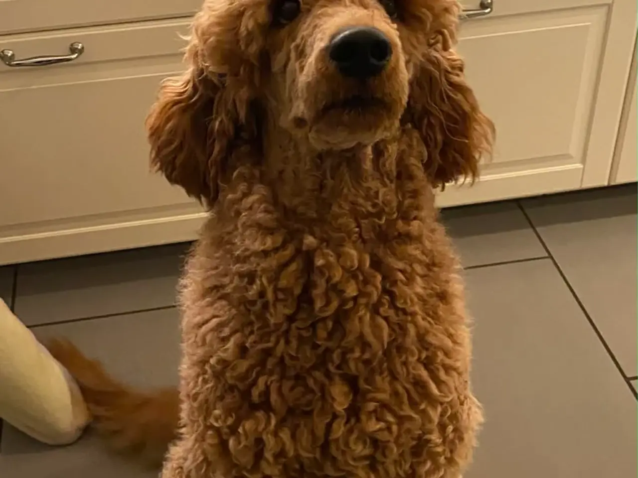 Billede 8 - Skønne labradoodle hvalpe 