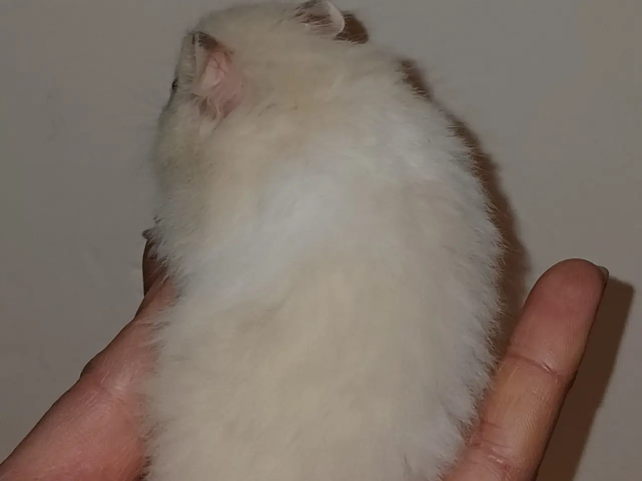 Billede 14 - Guldhamster unger