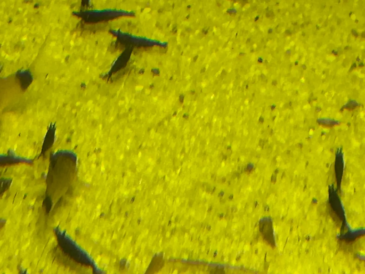 Billede 5 - 🦐🖤 Sort kirsebær reje – dyb sort farve | GLS