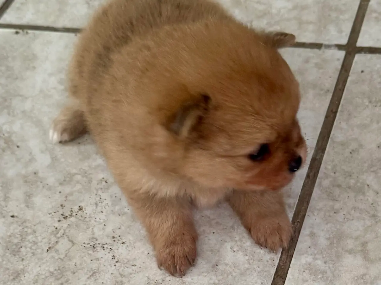 Billede 3 - Pomeraniana
