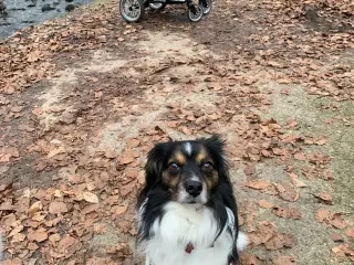 Skøn hanhund tilbydes til avl