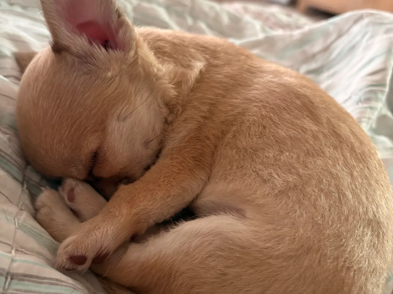 Billede 7 - Korthåret Chihuahua