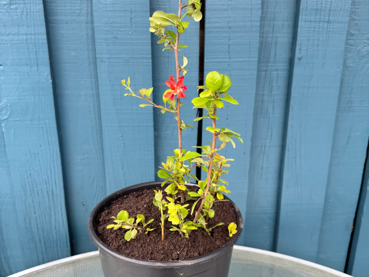 Billede 1 - Japankvæde (Chaenomeles japonica)