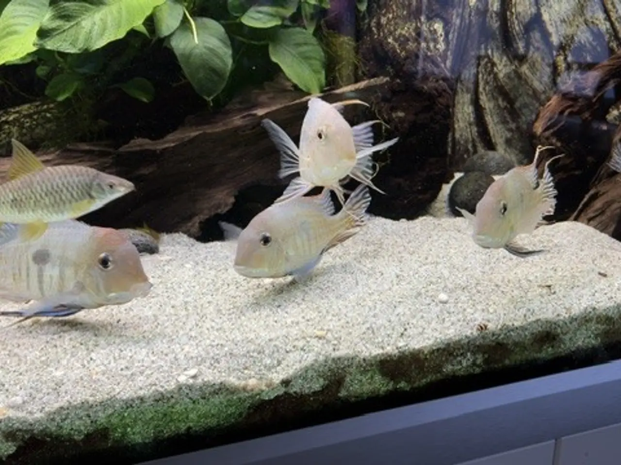 Billede 2 - Geophagus sp. Tapajos “Red Head”