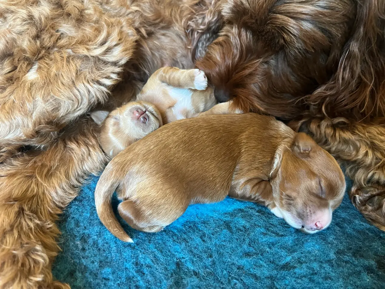 Billede 5 - Cavapoo / havapoo