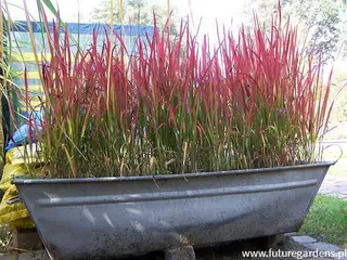 Blodgræs Red Baron - prydgræsser planter
