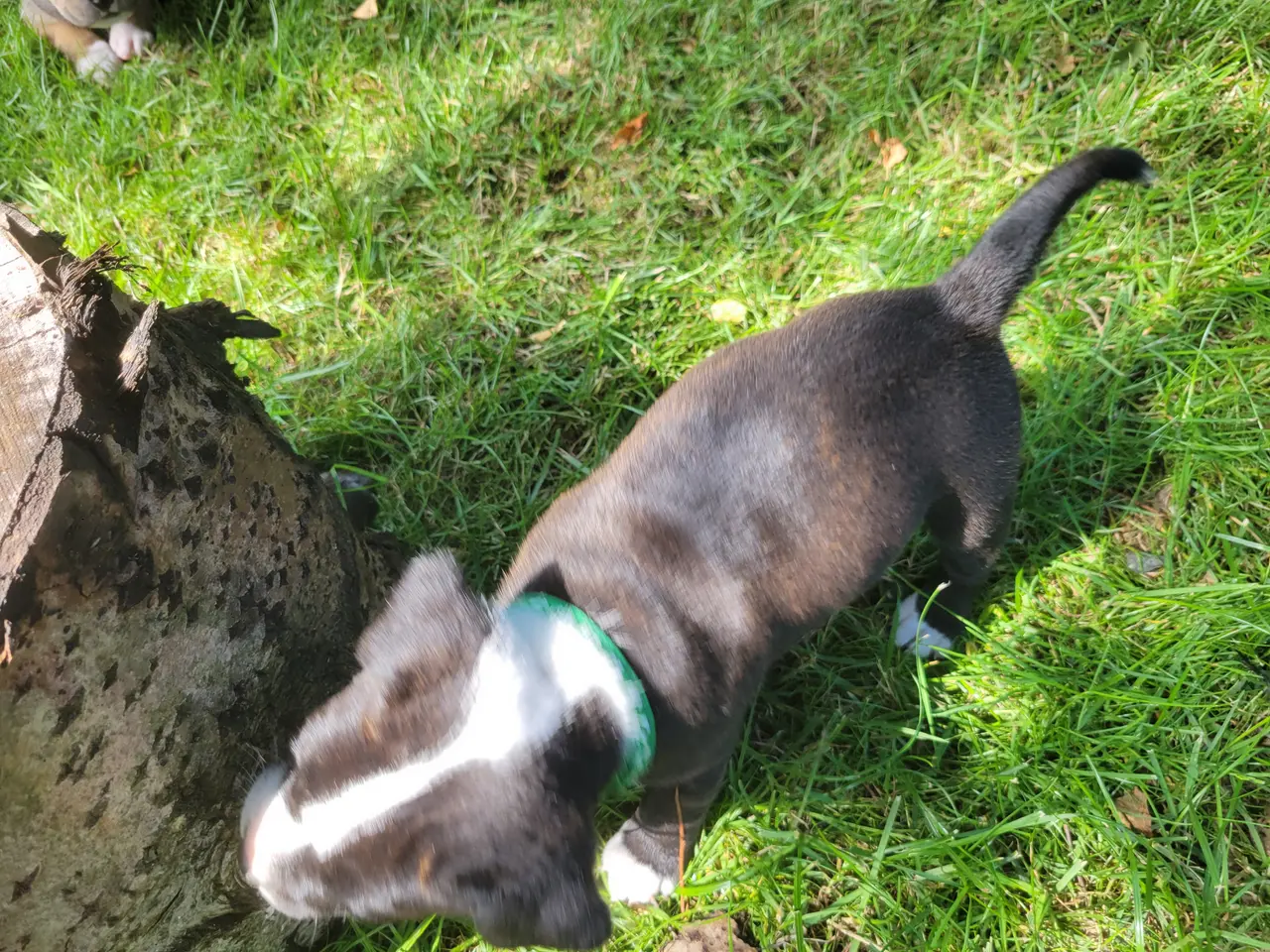 Billede 8 - Staffordshire Bull Terrier hvalpe