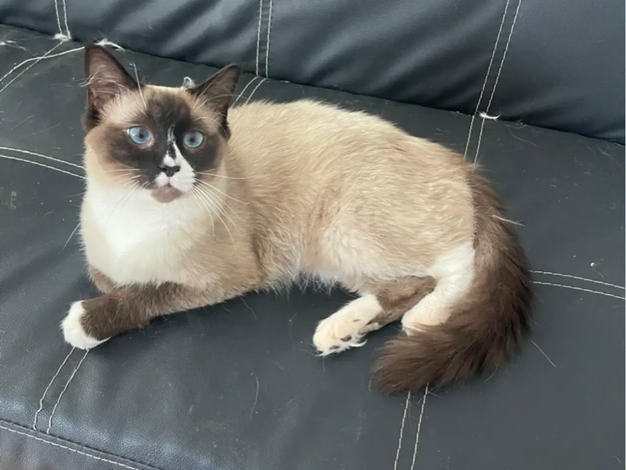 Billede 2 - Smuk ren Ragdoll-hankat tilbydes til parring 🐾💙