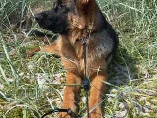 Super dejlig Schæferhan på 9 måneder - 2