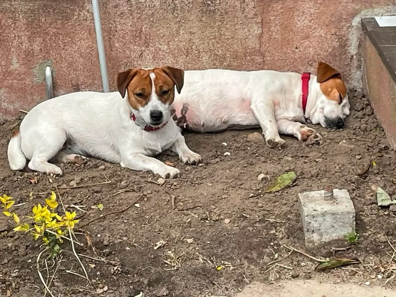 Billede 5 - Jack Russell tæve på 8 år søger nyt hjem 