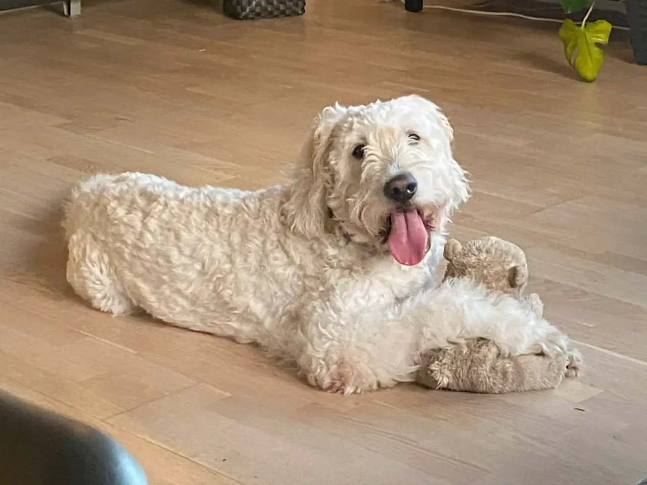 Billede 2 - Golden doodle