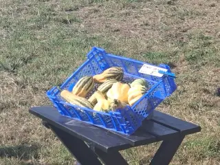 Pynte græskar/ Squash  sælges  kertevej 6 5560 