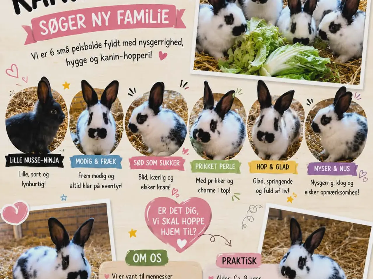 Billede 1 - Disse 6 pelsbolde søger ny familie 