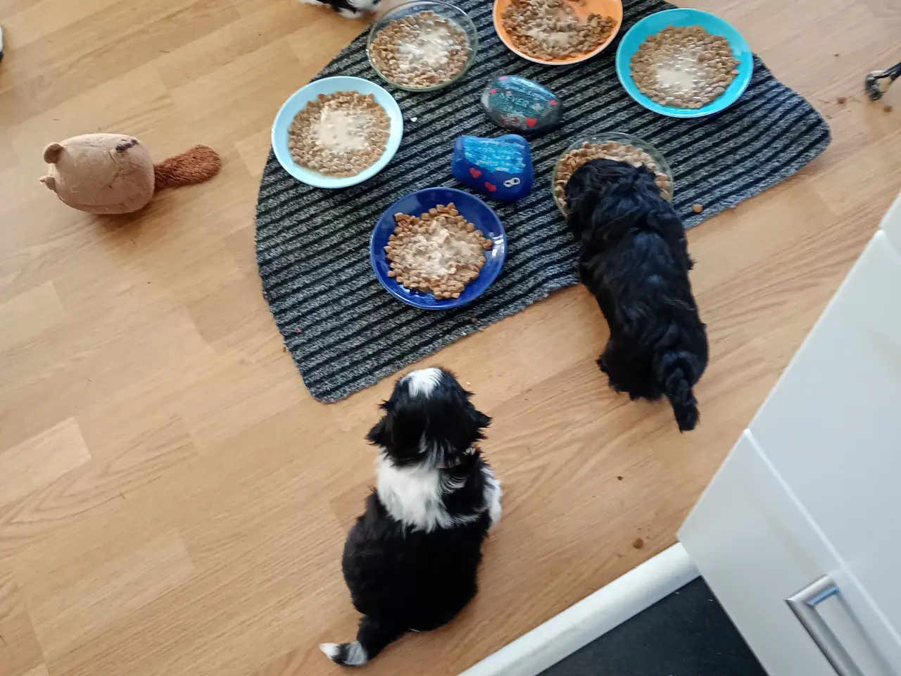 Billede 11 - De skønneste Shih Tzu hvalpe sælges.
