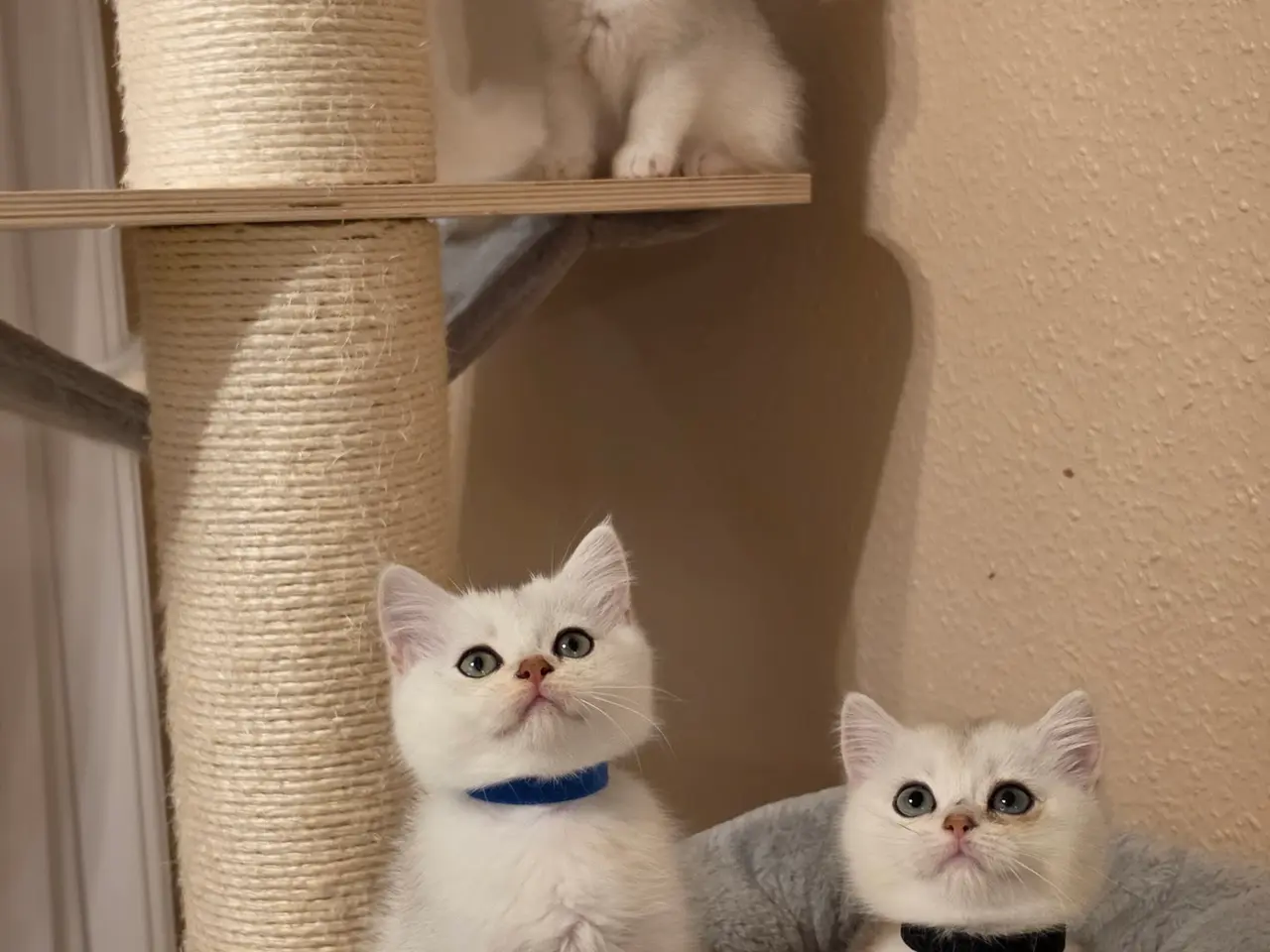 Billede 1 - 🐾❤️ Skønne killinger søger kærlige hjem ❤️🐾