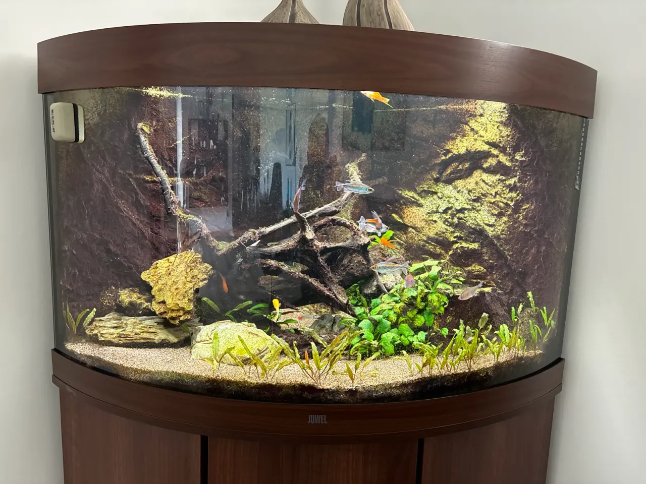 Billede 1 - Juwel hjørneakvarium 190 liter