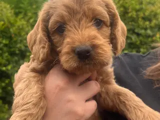 De sødeste cockapoo  - 5