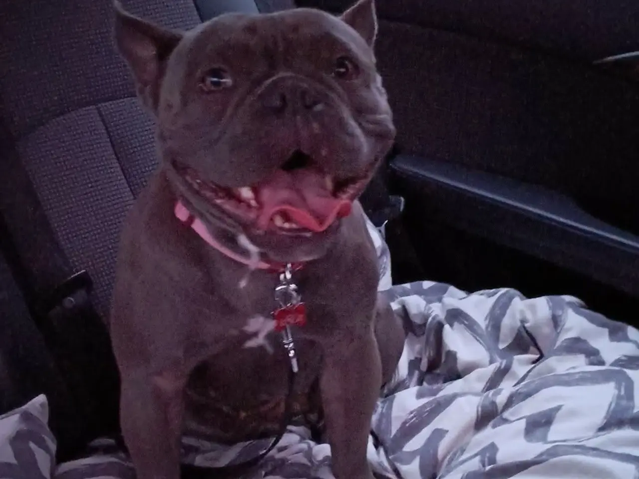 Billede 2 - American bully grå/blå