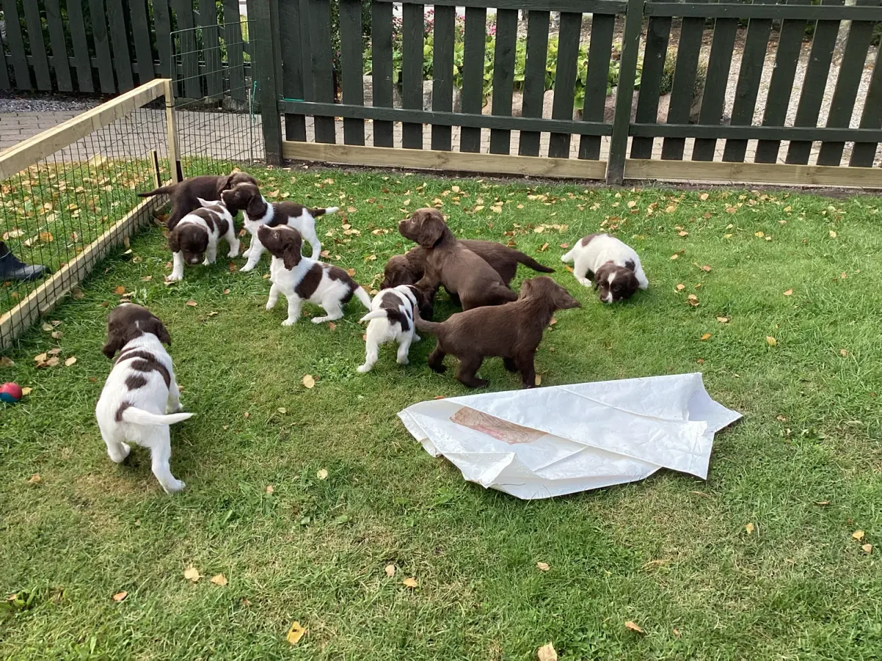 Billede 5 - FT Springer Spaniel/ Engelsk Springer Spaniel