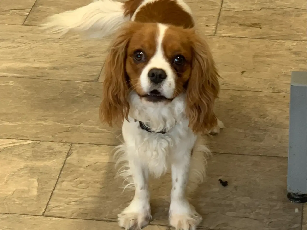 Billede 19 - De smukkeste F1 Cavapoo babyer